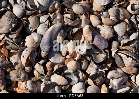 Close up de coquillages. La côte d'Essex, Royaume-Uni. Banque D'Images