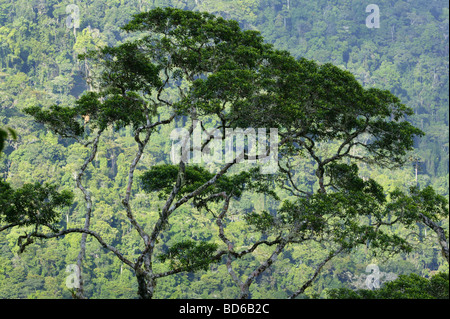 Rain forest vu de Cerro Pirre de Darien national park, République du Panama. Banque D'Images