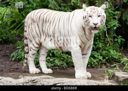 Portrait d'un tigre blanc du Bengale Banque D'Images