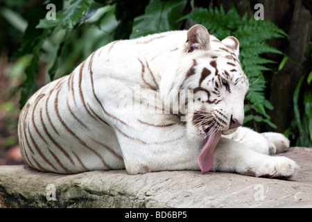 Portrait d'un tigre blanc du Bengale Banque D'Images