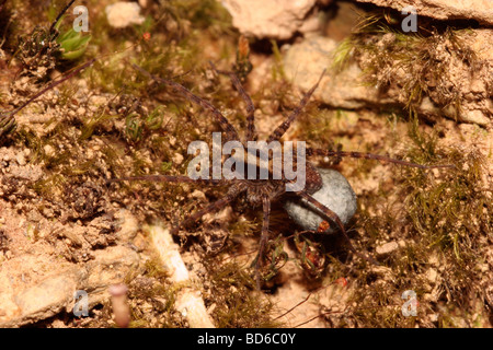 Une araignée loup Lycosidae Pardosa pullata femme portant son cocon UK Banque D'Images