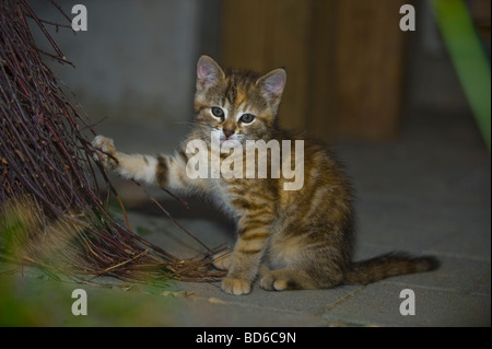 Young brown cat dénudée jouer avec balai intérieur chaton yeux jeter jeter regard regarder animal chaton cat eye magic cateye vue bea Banque D'Images