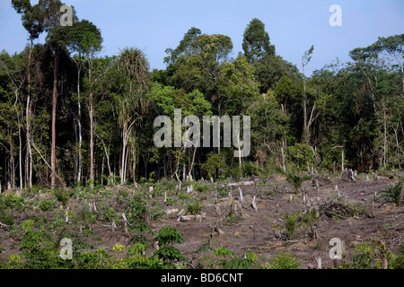 L'Indonésie, île de Sumatra : la déforestation Banque D'Images