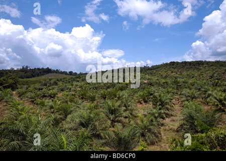 L'Indonésie, île de Sumatra : la déforestation Banque D'Images