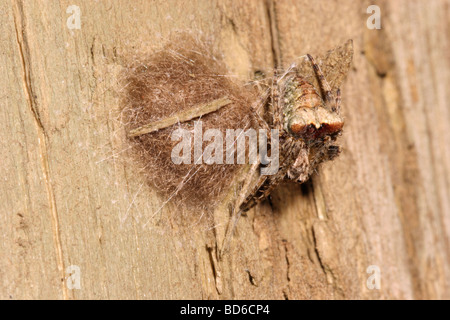 Orb Spider web Atea sturmi Araneidae femme désirant parfaitement camouflé comme elle son garde la masse des oeufs sur un arbre mort UK Banque D'Images