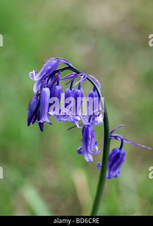 Close up of a Common Bluebell Hyacinthoides non-scripta Banque D'Images