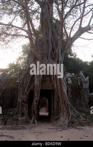 Ta Som, un petit temple d'Angkor. Les chefs de la porte et gopura sont engloutis par une étonnante kapokier, racines diffusion Banque D'Images