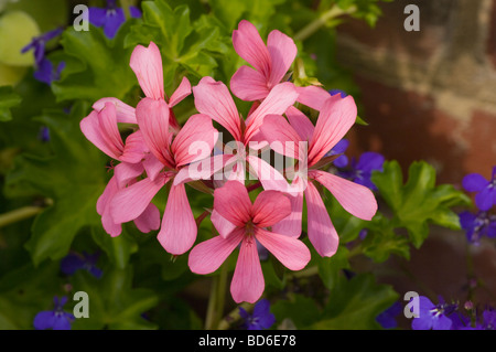 Pelargonium Rose Géranium Feuille de lierre Banque D'Images