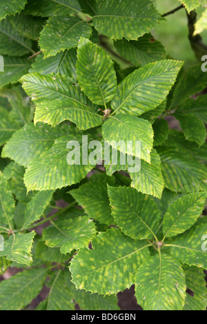 Chêne arménienne ou les feuilles des arbres de chêne Pontine, Quercus pontica, Fagaceae, Caucase Banque D'Images