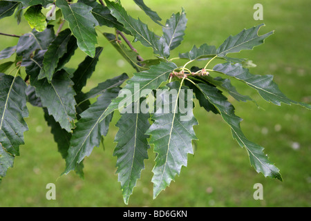Chêne à feuilles de châtaignier de feuilles d'arbres, Quercus ...