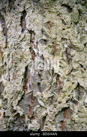 Chinois Oriental ou l'écorce des arbres de chêne-liège, Quercus variabilis, Fagaceae, Chine, Japon Banque D'Images