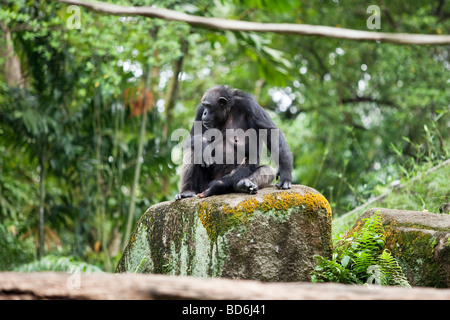 Portrait d'un chimpanzé et de l'enfant Banque D'Images