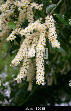 Portugal Laurel, Prunus lusitanica, Rosaceae, Péninsule ibérique, Europe Banque D'Images