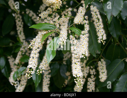 Portugal Laurel, Prunus lusitanica, Rosaceae, Péninsule ibérique, Europe Banque D'Images