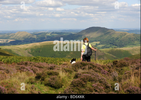 Heather sauvage en fleur sur le long Mynd dans Shropshire Banque D'Images