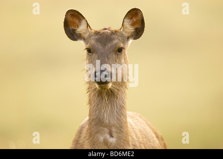 Sambur, Parc National de Horton Plains, Sri Lanka Banque D'Images