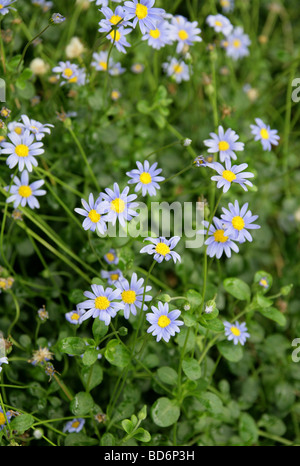 Daisy bleu ou bleu Marguerite, Felicia amelloides syn F. aethiopica, Asteraceae, Afrique du Sud Banque D'Images