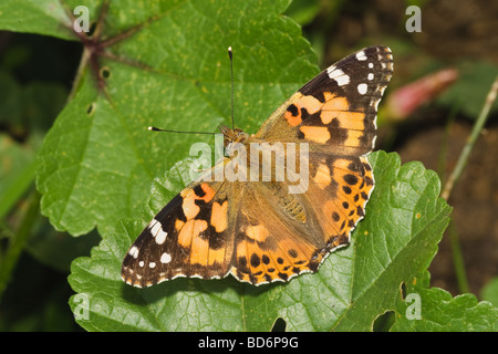 Un papillon belle dame (Cynthia cardui) le pèlerin, Cambridgeshire, Angleterre, RU Banque D'Images