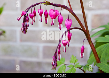 Bleeding Heart (Dicentra spectabilis) Banque D'Images