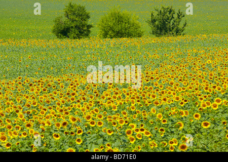 Le tournesol, le sud de la France, France, Europe Banque D'Images