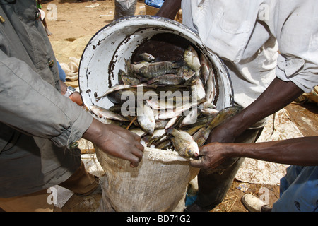 La prise de poisson d'être emballés dans le sac à Lagdo, lac du nord du Cameroun, l'Afrique Banque D'Images