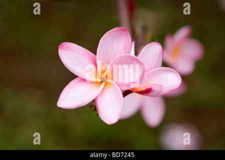 Fleur de frangipanier (Plumeria rubra) Banque D'Images