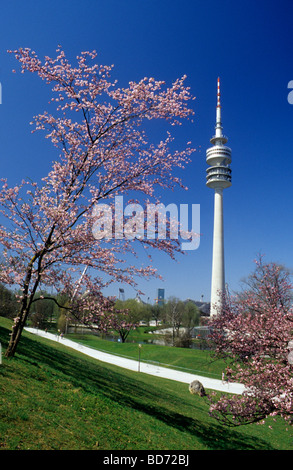 Cerisiers en fleurs dans le parc olympique, avec tour de télévision, Munich, Bavaria, Germany, Europe Banque D'Images