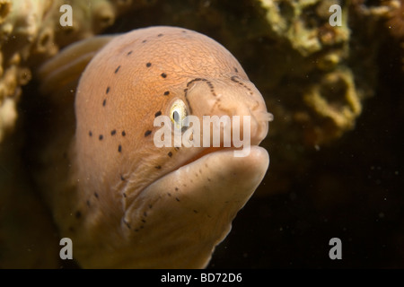 Poivré (Siderea Grisea) Moray Banque D'Images