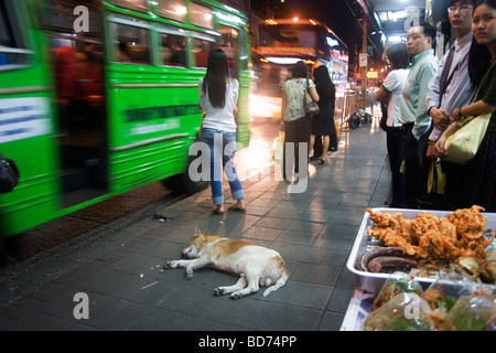 Un chien va dormir au milieu de la chaussée dans cette scène de rue de nuit dans le quartier de Silom, Bangkok. Le trafic de personnes et de col Banque D'Images