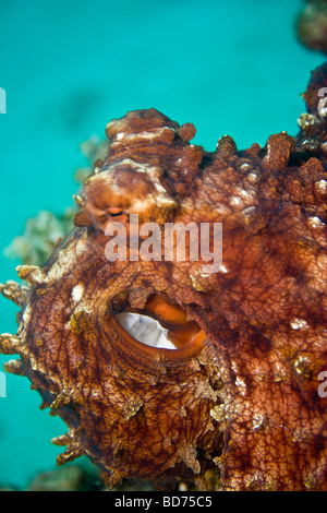 Poulpe (Octopus sf. cyaneus) Le Grand Cthulhu est en attente... Banque D'Images