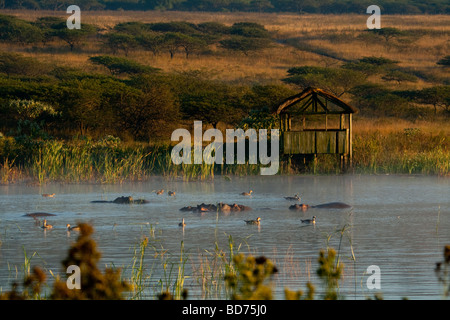 Paysage pittoresque à Tala Game Reserve. Hippo en face d'une vue de jeu hide tôt le matin. Banque D'Images