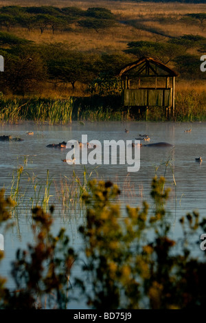 Paysage pittoresque à Tala Game Reserve. Hippo en face d'une vue de jeu hide tôt le matin. Banque D'Images