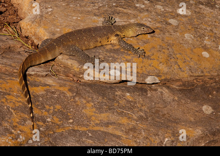 Moniteur du Nil (Varanus Nilotictus). L'hiver, mai 2009. Hluhluwe-Imfolozi Game Reserve, Kwazulu-Natal, Afrique du Sud. Banque D'Images