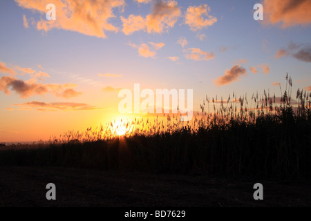 Le soleil se couche derrière les plants de canne à sucre au cours de la période de récolte. Banque D'Images