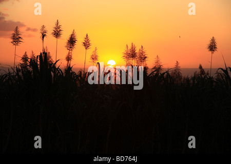 Le soleil se couche derrière les plants de canne à sucre au cours de la période de récolte. Banque D'Images