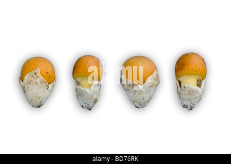 Les jeunes à César les champignons (Amanita caesarea) photographié dans le studio (France). Jeunes oronges photographiées en studio. Banque D'Images