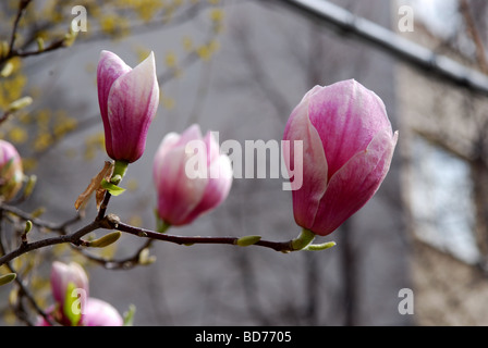 Magnolia buds close up Banque D'Images