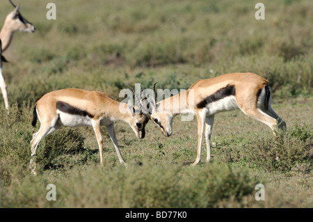 Stock photo de la gazelle de Thomson deux sparring, bucks, Ndutu Tanzanie, février 2009. Banque D'Images