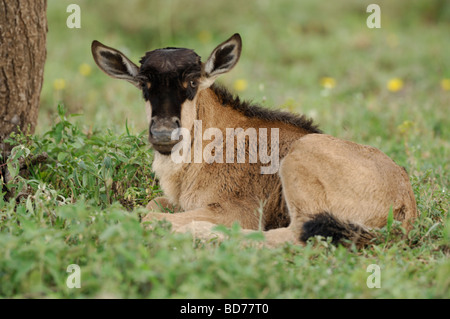 Stock photo d'un veau, gnous, Ndutu Tanzanie, février 2009. Banque D'Images