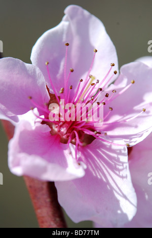 Peach Blossoms de printemps sur une branche Banque D'Images