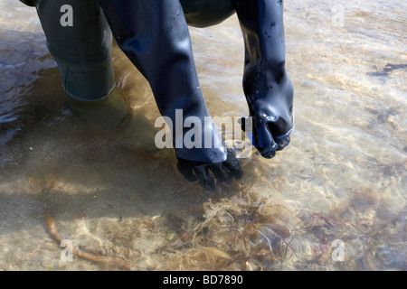 Service de l'environnement de l'Irlande du nord à partir de l'eau d'échantillonnage du dispositif plage locale d'évaluer des normes de qualité de l'eau au Royaume-Uni Banque D'Images