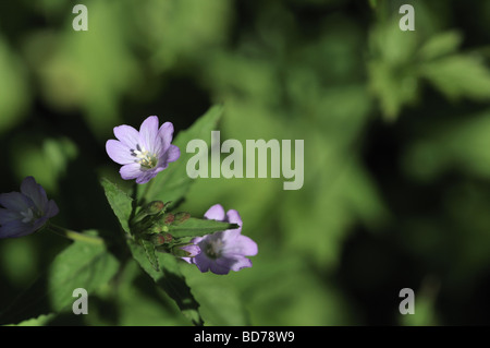 L'Epilobium obscurum Willowherb crêmeuse court Banque D'Images