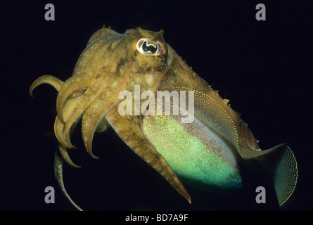 La seiche commune (Sepia officinalis), captive Banque D'Images