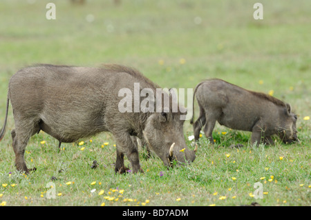 Stock photo de phacochère le pâturage, le cratère du Ngorongoro, en Tanzanie, 2009. Banque D'Images