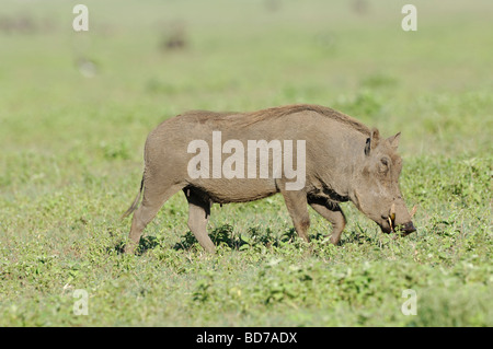 Stock photo de phacochère le pâturage, le cratère du Ngorongoro, en Tanzanie, 2009. Banque D'Images