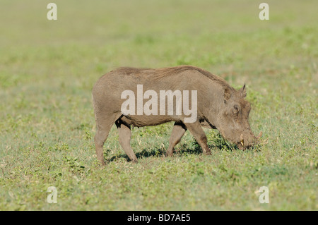 Stock photo de phacochère le pâturage, le cratère du Ngorongoro, en Tanzanie, 2009. Banque D'Images