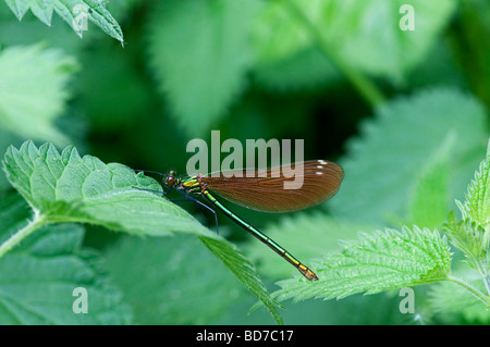 Baguées Agrion Libellule : Calopteryx virgo. Des femmes. Banque D'Images