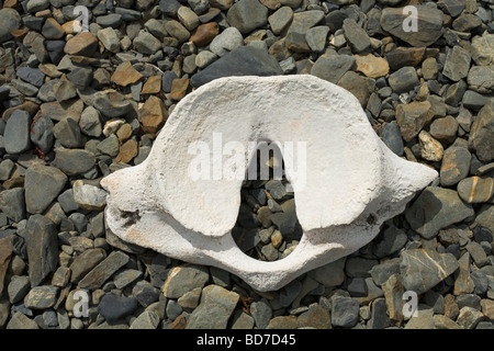 Vertèbre de baleine sur la plage à Grytviken Géorgie du Sud Antarctique Banque D'Images