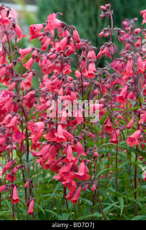 Penstemon Andenken un Friedrich Hahn (grenat) Banque D'Images