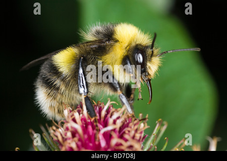 Petit mâle Heath bourdon (Bombus jonellus) se nourrissent d'une fleur de Bardane Banque D'Images